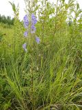 Aconitum ambiguum. Цветущее растение. Республика Бурятия, Баунтовский эвенкийский район, окр. пос. Северный, долина р. Има, травяное болото с кустарниками. 06.08.2013.