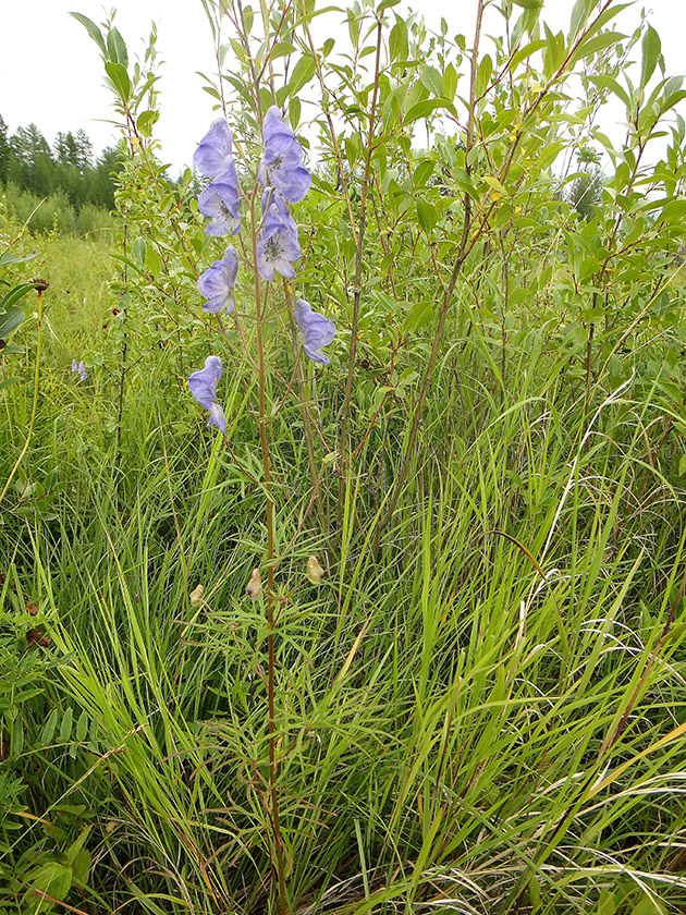 Изображение особи Aconitum ambiguum.