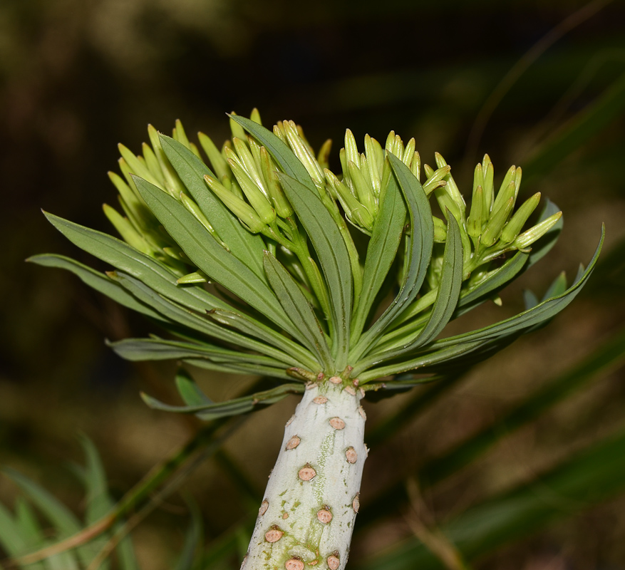 Изображение особи Kleinia neriifolia.