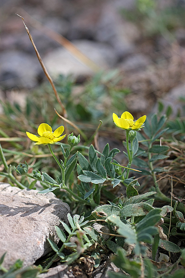 Image of Potentilla orientalis specimen.