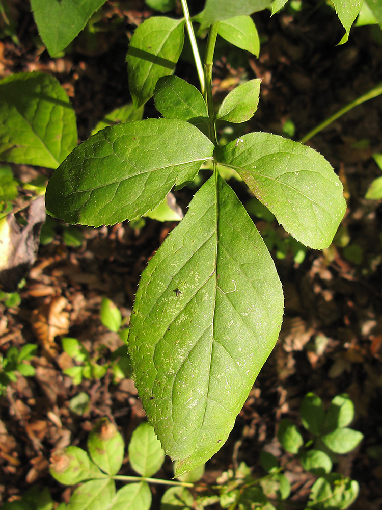 Image of Klasea quinquefolia specimen.