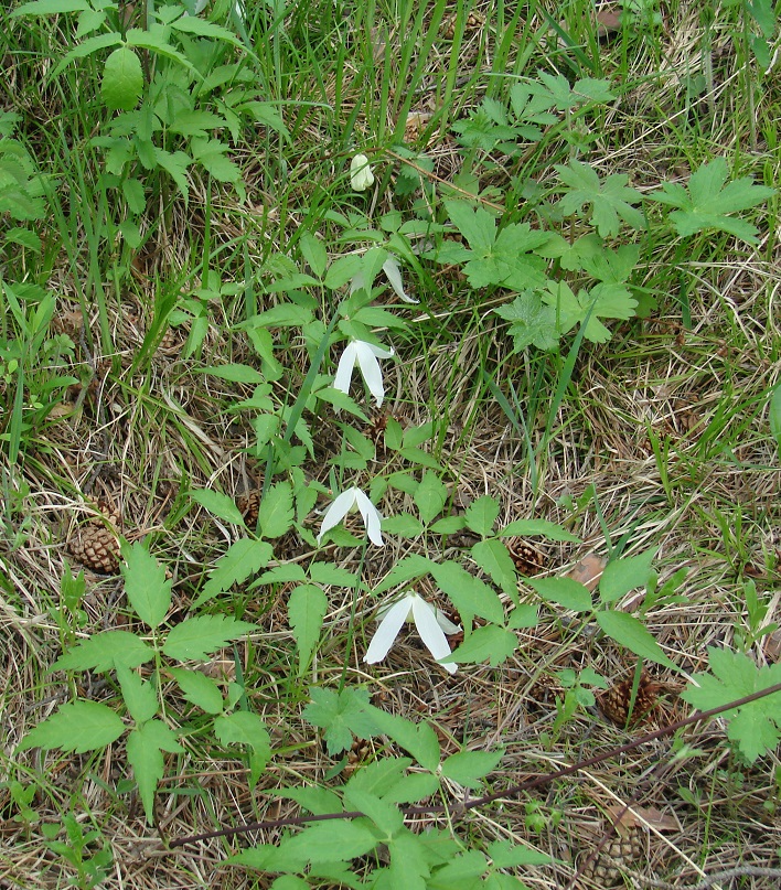 Изображение особи Atragene sibirica.