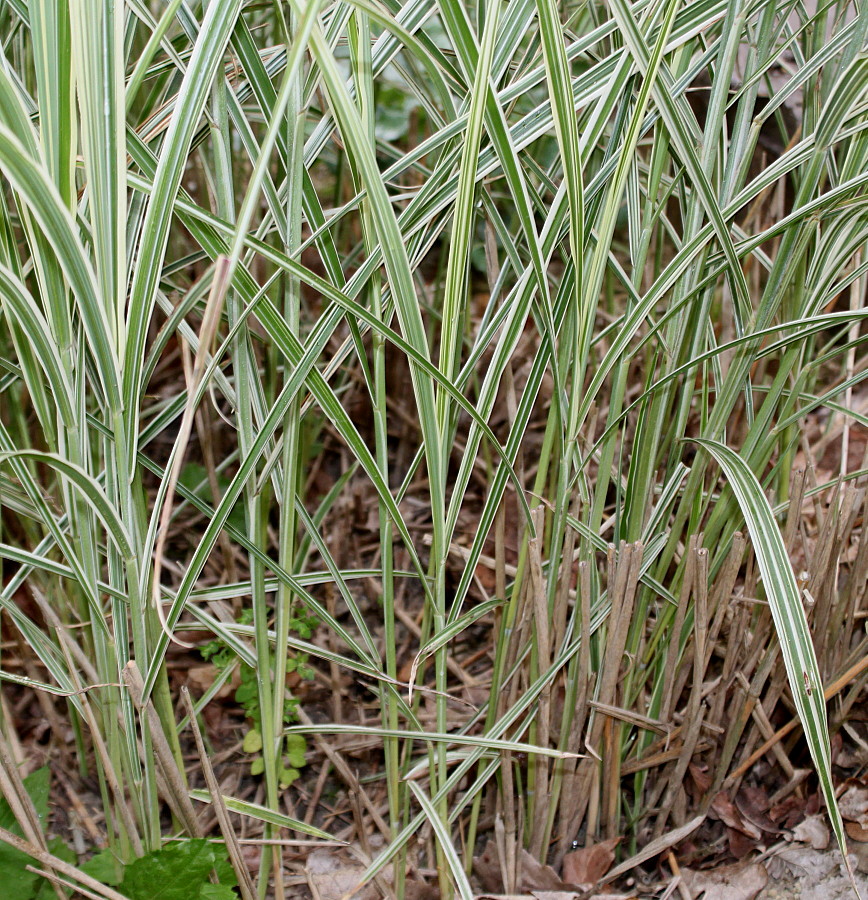 Изображение особи Miscanthus sinensis.