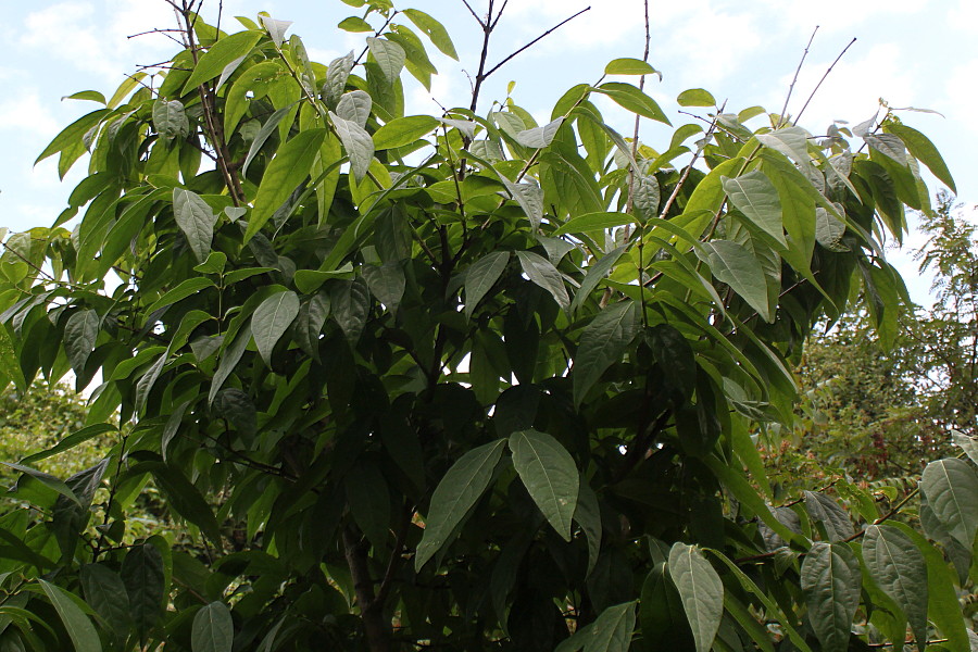 Image of Chimonanthus praecox specimen.