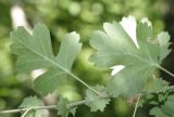 Crataegus pentagyna