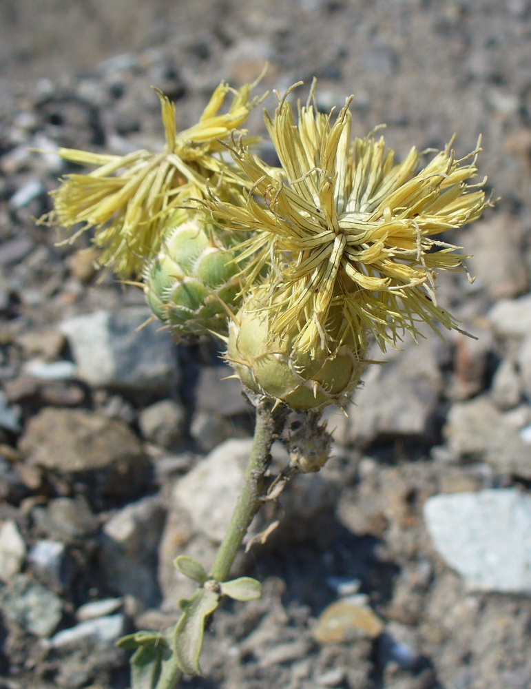 Image of Centaurea salonitana specimen.