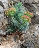 Euphorbia rigida