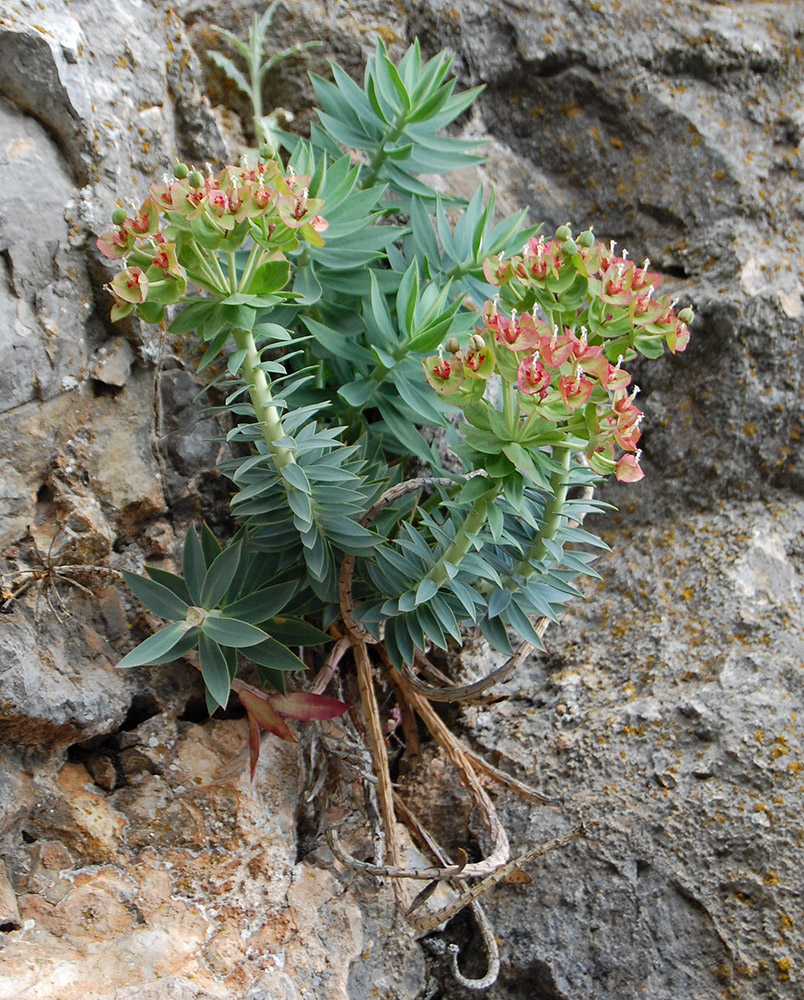 Изображение особи Euphorbia rigida.