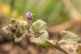 genus Veronica. Верхушка расцветающего растения. Ростовская обл., Неклиновский р-н, окр. хут. Мержаново. 09.03.2014.