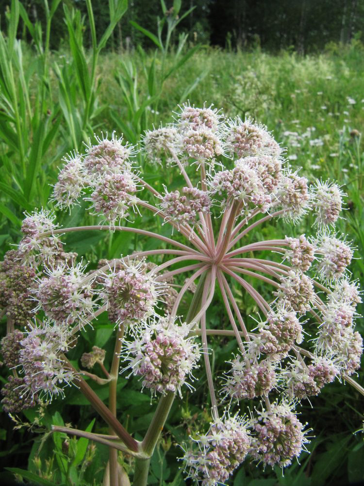 Изображение особи Angelica sylvestris.