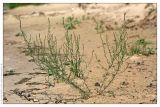 Artemisia marschalliana. Цветущее растение. Республика Татарстан, Волжско-Камский заповедник. 30.06.2009.