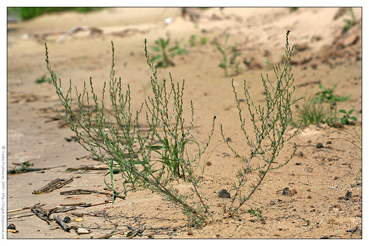 Image of Artemisia marschalliana specimen.