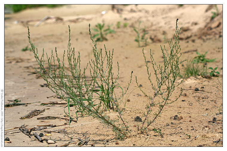 Изображение особи Artemisia marschalliana.