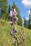 Aconitum leucostomum. Соцветия. Восточно-Казахстанская обл., г. Риддер, окр. Малоульбинского вдхр., склон сопки. 28.07.2008.