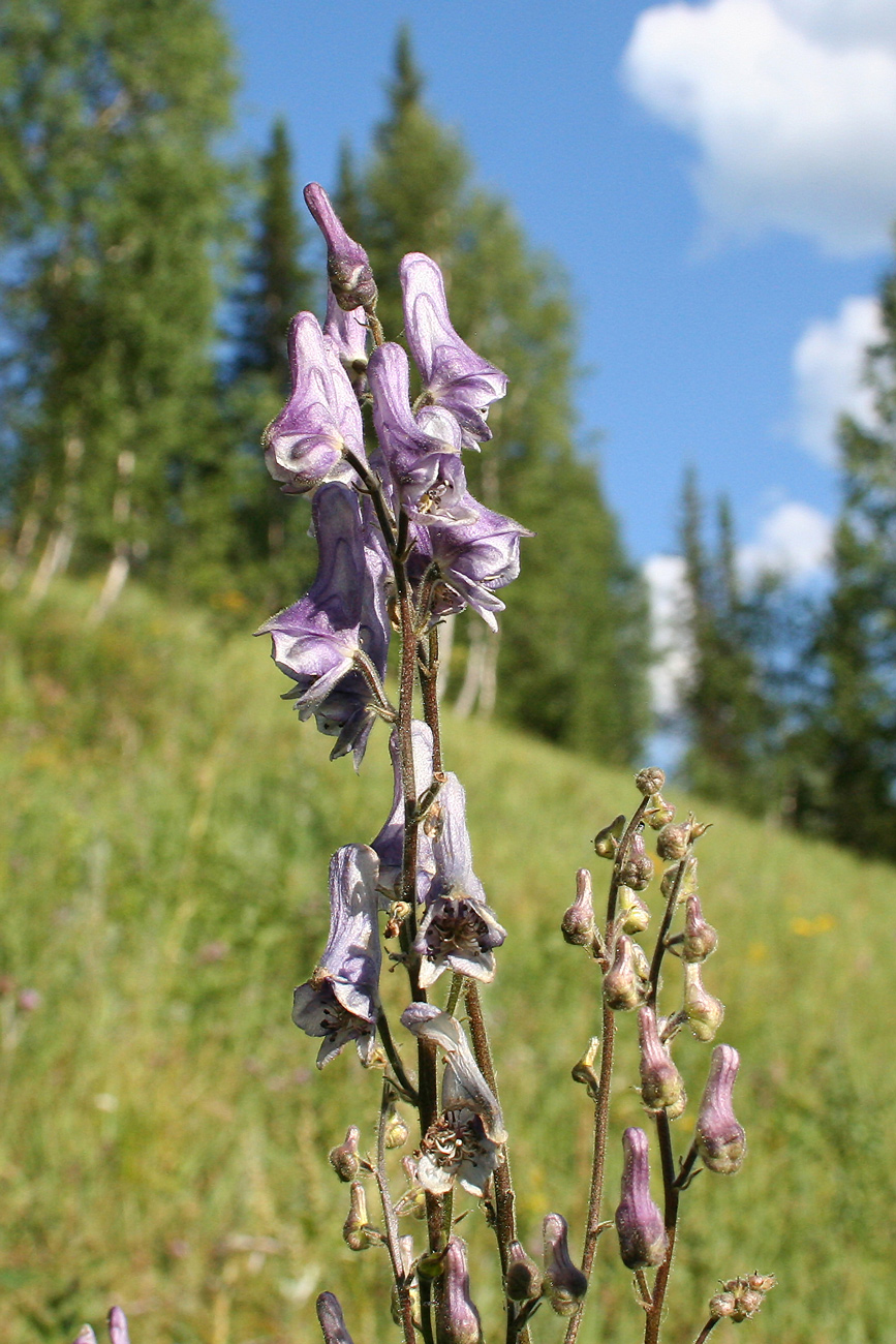 Изображение особи Aconitum leucostomum.