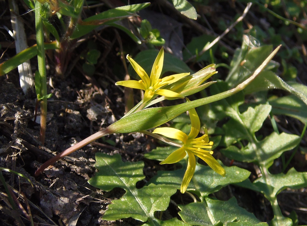 Image of genus Gagea specimen.