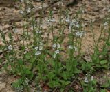 Veronica serpyllifolia