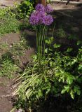 род Allium