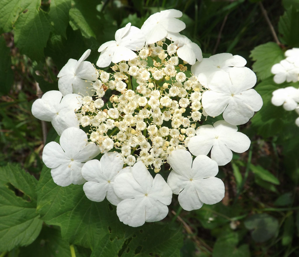 Изображение особи Viburnum opulus.