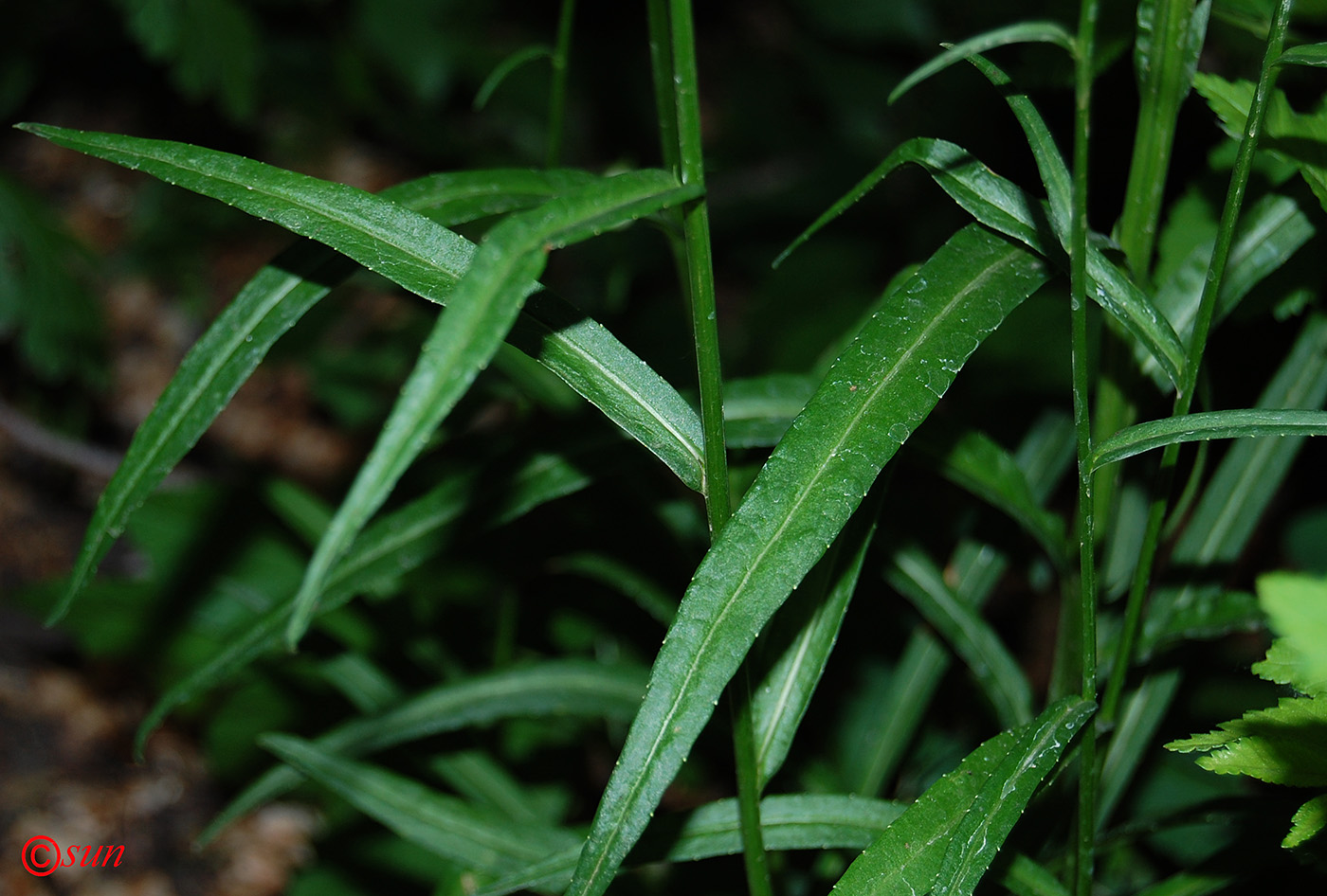 Image of Campanula persicifolia specimen.