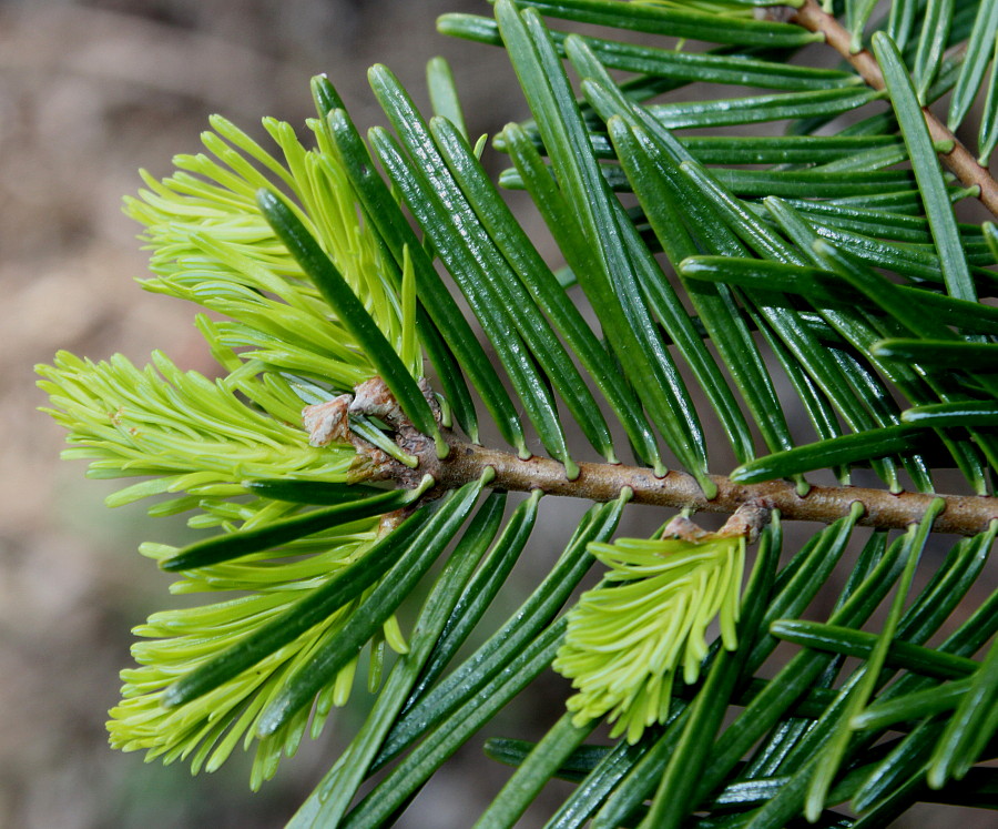 Image of Abies grandis specimen.