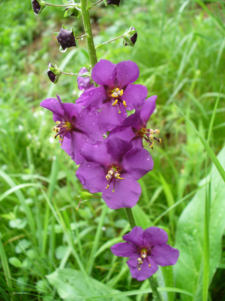 Image of Verbascum phoeniceum specimen.