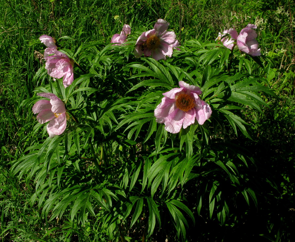 Изображение особи Paeonia anomala.