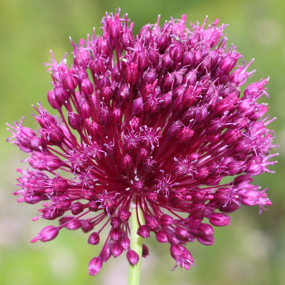 Изображение особи Allium sphaerocephalon.