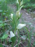 Cephalanthera epipactoides