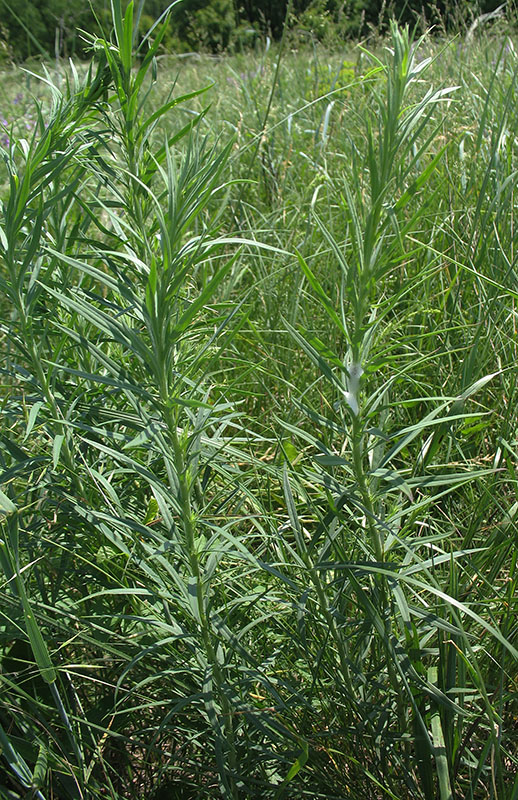 Изображение особи Linaria biebersteinii.