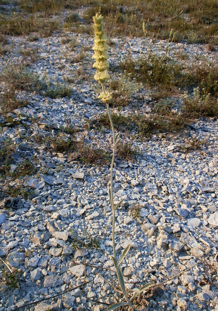 Image of Sideritis taurica specimen.