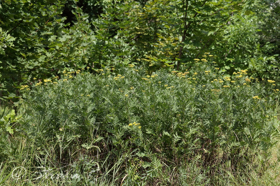 Image of Tanacetum vulgare specimen.