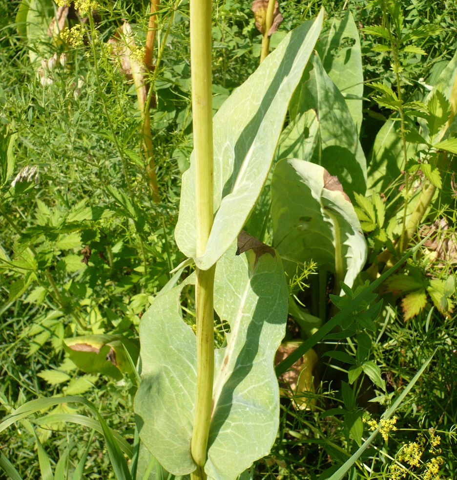 Image of Ligularia glauca specimen.