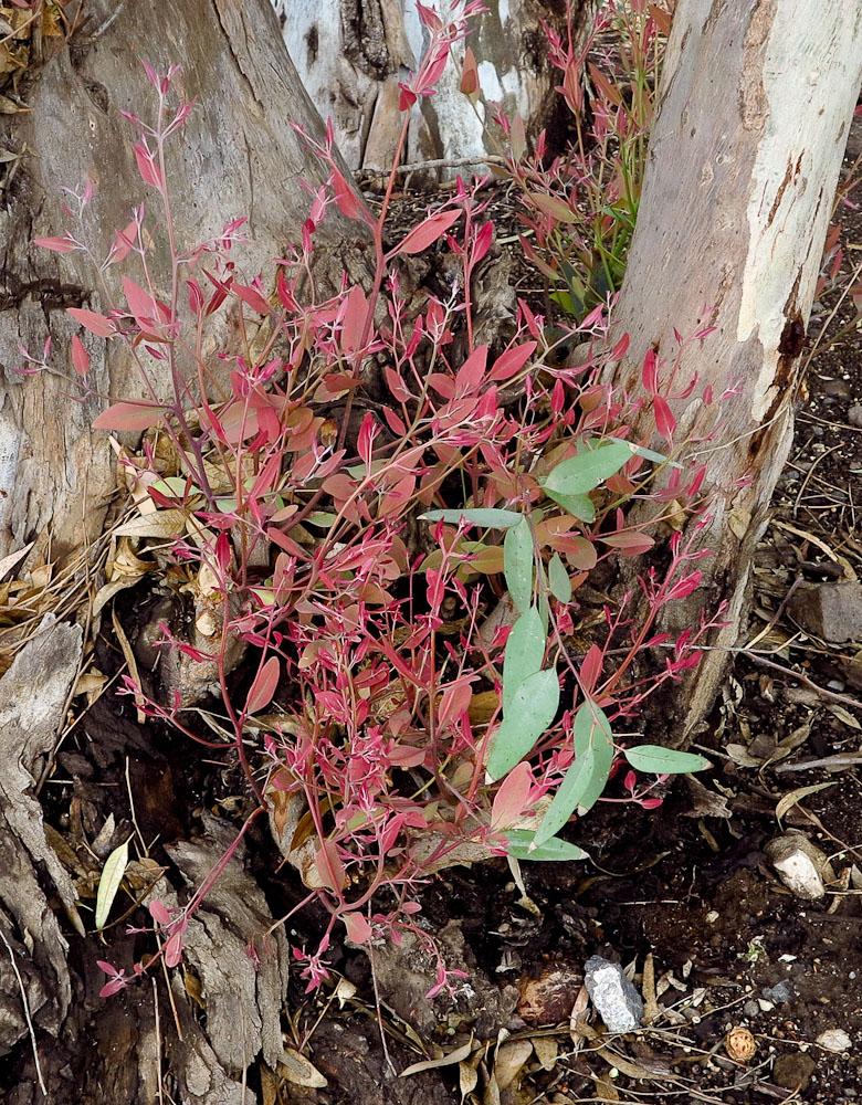 Image of Eucalyptus camaldulensis specimen.