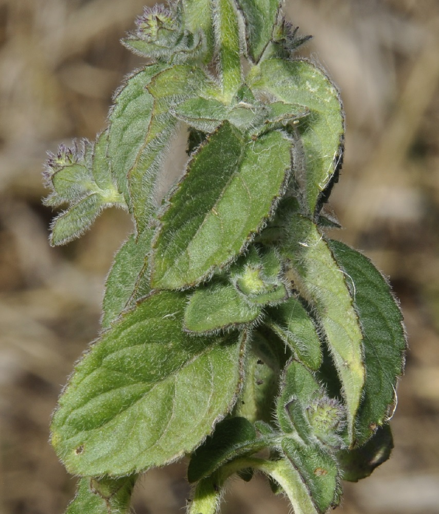 Image of Mentha aquatica specimen.