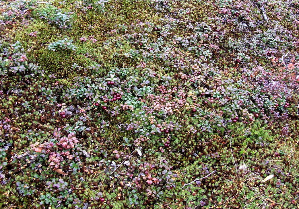 Image of Vaccinium vitis-idaea var. minus specimen.