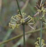 Asperula aristata