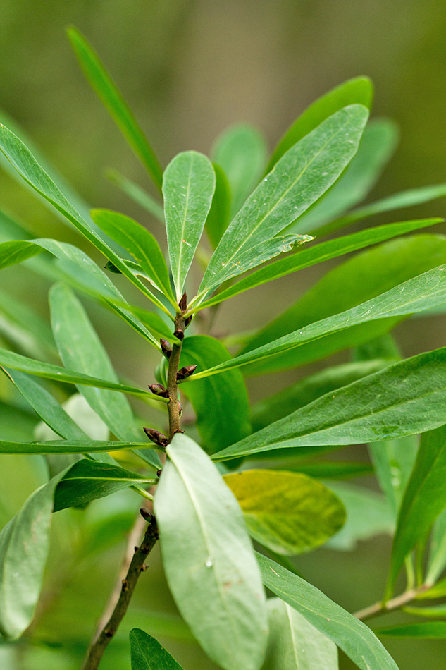 Image of Daphne mezereum specimen.