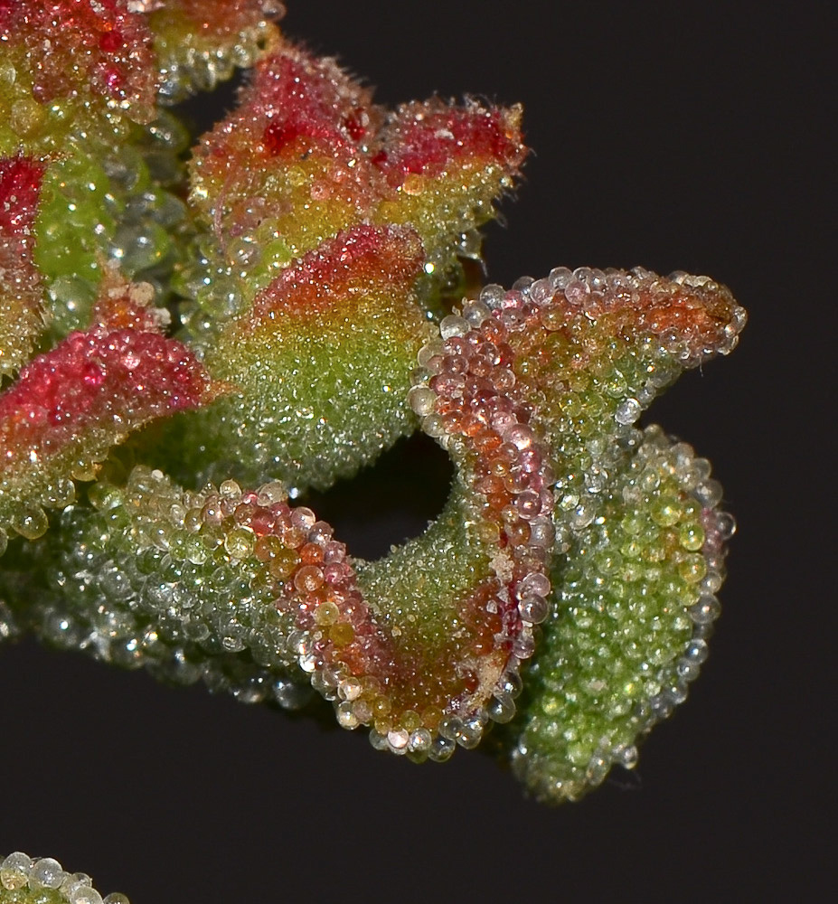 Изображение особи Mesembryanthemum crystallinum.