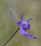 Delphinium paniculatum. Цветок. Греция, Халкидики, пляж. 13.10.2014.