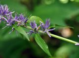 Asyneuma campanuloides