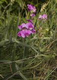 Lathyrus latifolius