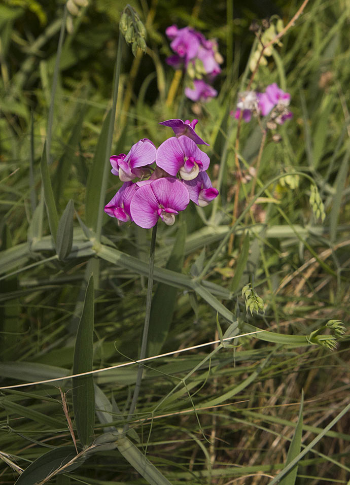 Изображение особи Lathyrus latifolius.