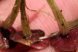 Spirodela polyrhiza