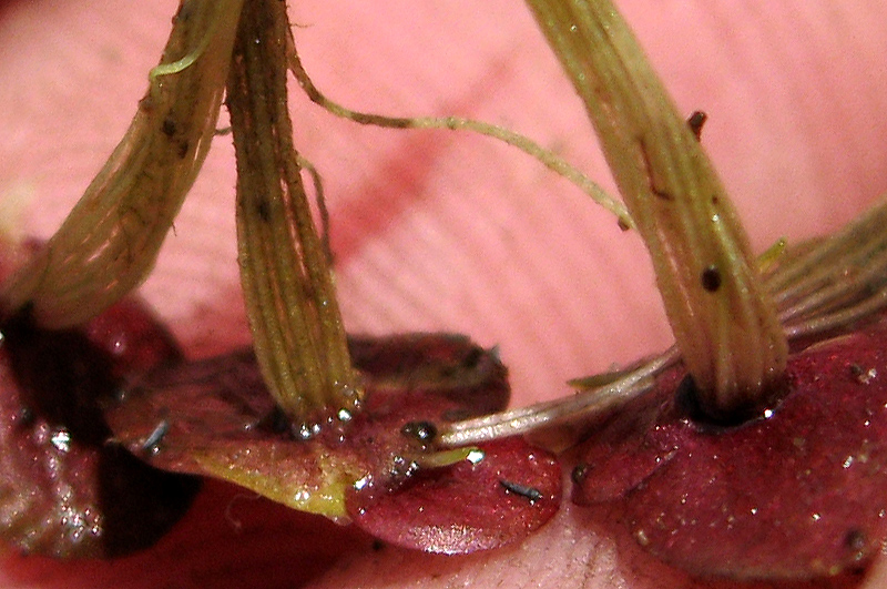 Image of Spirodela polyrhiza specimen.