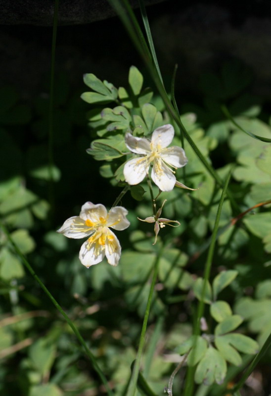 Изображение особи Paropyrum anemonoides.