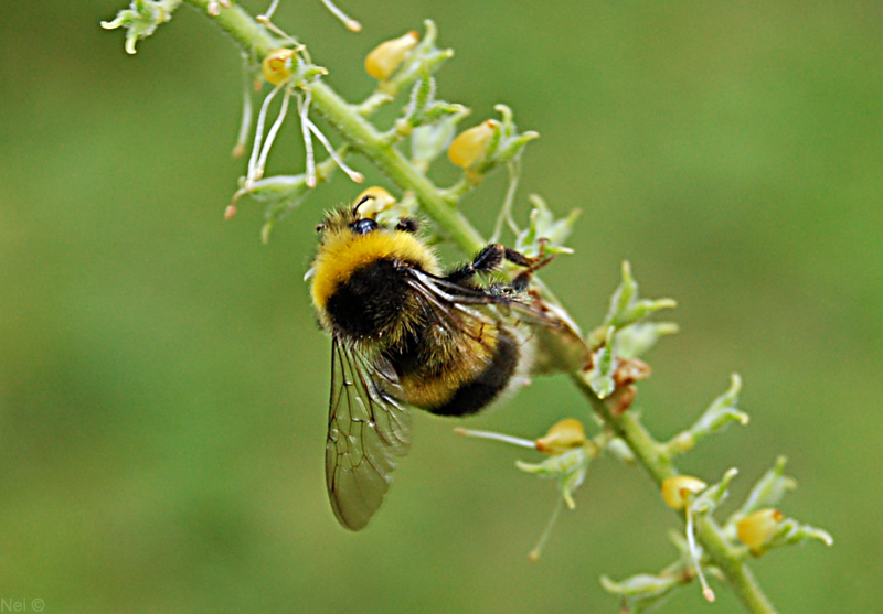 Image of Cimicifuga foetida specimen.