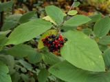 Viburnum lantana. Ветвь с плодами (недозрелые - красного цвета). Санкт-Петербург, Дудергофские высоты. 27.09.2008.