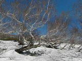 Betula ermanii. Дерево в безлистном состоянии. Камчатский край, Елизовский р-н.