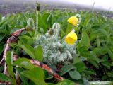 Papaver microcarpum